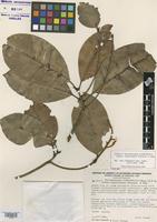 Isotype of Perissocarpa steyermarkii subsp. tachirensis Steyerm. & Mag. [family OCHNACEAE]