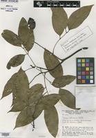 Holotype of Talisia chartacea Acev.-Rodr. [family SAPINDACEAE]