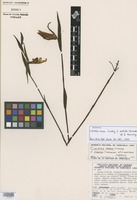 Isotype of Cleistes rosea Lindley f. pallida Carnevali et I. Ramirez [family ORCHIDACEAE]