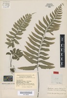 Type of Asplenium excisum C. Presl [family ASPLENIACEAE]