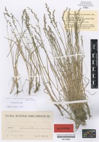 Lectotype of Poa carpatica (V. Jirásek) Chopik [family POACEAE]