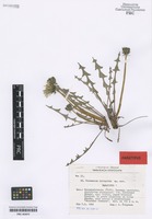 Paratype of Taraxacum irrigatum Kirschner & Štěpánek [family ASTERACEAE]