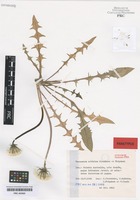 Paratype of Taraxacum subdolum Kirschner & Štěpánek [family ASTERACEAE]