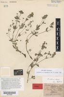 Original material of Potentilla guentheri Spreng. [family ROSACEAE]