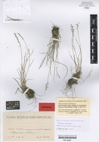 Syntype of Poa nemoralis L. forma minoriformis V. Jirásek [family POACEAE]