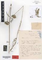 Type of Centaurea atropurpurea Waldst. & Kit. forma gracilior Rohlena [family ASTERACEAE]