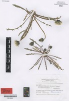 Isotype of Taraxacum heleocharis Kirschner & Štěpánek [family ASTERACEAE]