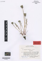 Paratype of Taraxacum irrigatum Kirschner & Štěpánek [family ASTERACEAE]