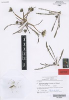 Isotype of Taraxacum madidum Kirschner & Štěpánek [family ASTERACEAE]