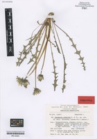Paratype of Taraxacum subdolum Kirschner & Štěpánek [family ASTERACEAE]