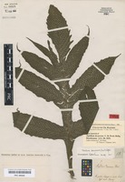 Type of Aspidium decurrens C. Presl [family DRYOPTERIDACEAE]