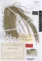 Syntype of Poa carpatica (V. Jirásek) Chopik [family POACEAE]