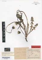 Original material of Taraxacum britannicum Dahlst. [family ASTERACEAE]
