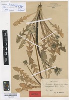 Isotype of Taraxacum huelphersianum Dahlst. ex G. E. Haglund [family ASTERACEAE]