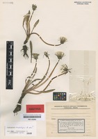 Paratype of Taraxacum multilepis Kirschner & Štěpánek [family ASTERACEAE]