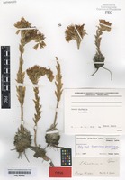 Type of Sempervivum preissianum Domin [family CRASSULACEAE]