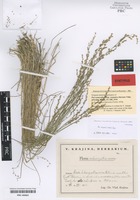 Syntype of Poa carpatica (V. Jirásek) Chopik [family POACEAE]