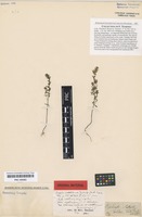 Original material of Euphrasia salisburgensis Funck ex Hoppe [family SCROPHULARIACEAE]