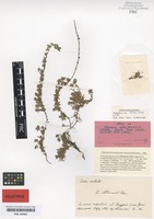 Holotype of Thymus adamovicii Velen. [family LAMIACEAE]