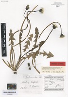 Original material of Taraxacum britannicum Dahlst. [family ASTERACEAE]