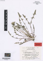 Isotype of Taraxacum subdolum Kirschner & Štěpánek [family ASTERACEAE]