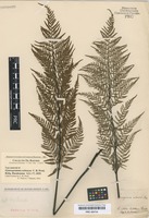 Type of Gymnogramma ochracea C. Presl [family ADIANTACEAE]