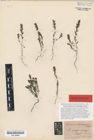 Original material of Euphrasia salisburgensis Funck ex Hoppe [family SCROPHULARIACEAE]