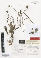 Original material of Taraxacum britannicum Dahlst. [family ASTERACEAE]