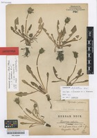Lectotype of Taraxacum palustre (Lyons) Symons species spurium Beck [family ASTERACEAE]