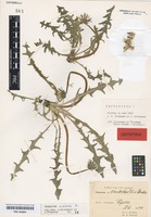 Lectotype of Taraxacum nordstedtii Dahlst. [family ASTERACEAE]