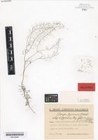 Holotype of Rorippa pyrenaica (All.) Rchb. variety martinecii V. Jirásek & Rohlena [family BRASSICACEAE]