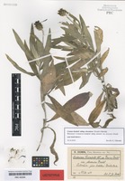 Lectotype of Centaurea triumfetti All. variety slovenica Dostál [family ASTERACEAE]