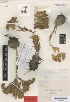 Lectotype of Sempervivum preissianum Domin [family CRASSULACEAE]