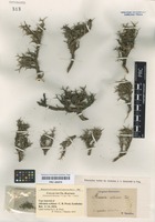 Type of Adesmia echinus C. Presl [family FABACEAE]