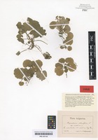 Type of Chrysosplenium alternifolium L. variety macedonicum Velen. [family SAXIFRAGACEAE]
