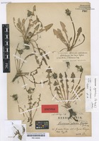 Syntype of Taraxacum palustre (Lyons) Symons species spurium Beck [family ASTERACEAE]