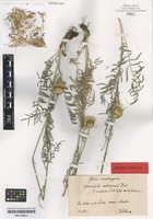 Original material of Serratula cetinjensis (Rohlena) Rohlena [family ASTERACEAE]