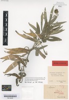 Original material of Centaurea triumfetti All. variety slovenica Dostál [family ASTERACEAE]