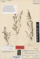 Lectotype of Schoberia pannonica Beck [family CHENOPODIACEAE]