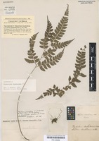 Lectotype of Polystichum rhomboideum Schott [family DRYOPTERIDACEAE]