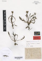 Isotype of Taraxacum germanicum Soest [family ASTERACEAE]