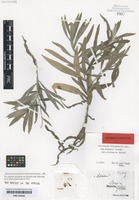Original material of Centaurea triumfetti All. variety slovenica Dostál [family ASTERACEAE]