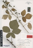 Holotype of Rubus josefianus H. E. Weber [family ROSACEAE]