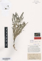 Isolectotype of Astragalus akkensis Coss. [family FABACEAE]
