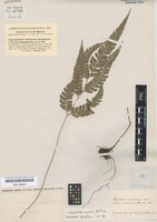 Type of Polystichum rhomboideum Schott [family DRYOPTERIDACEAE]