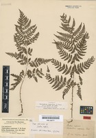 Lectotype of Nephrodium expansum C. Presl [family DRYOPTERIDACEAE]
