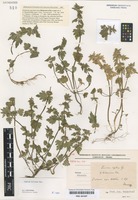 Type of Lamium bifidum Cirillo subspecies balcanicum Velen. [family LAMIACEAE]
