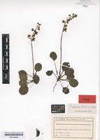 Type of Pyrola carpatica Holub & Křísa [family ERICACEAE]
