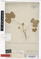 Original material of Rubus chamaemorus L. [family ROSACEAE]