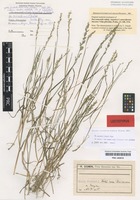 Lectotype of Poa nemoralis L. forma minoriformis V. Jirásek [family POACEAE]